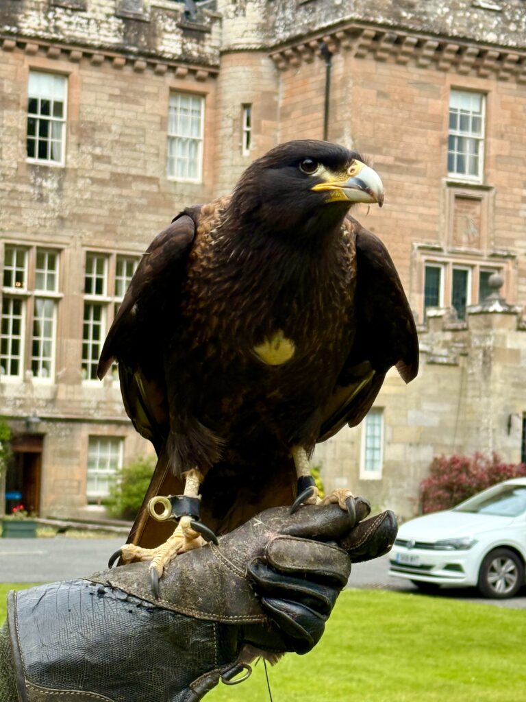 Caracara