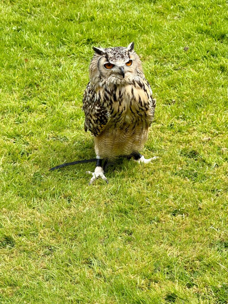 Indischer Uhu auf dem Rasen