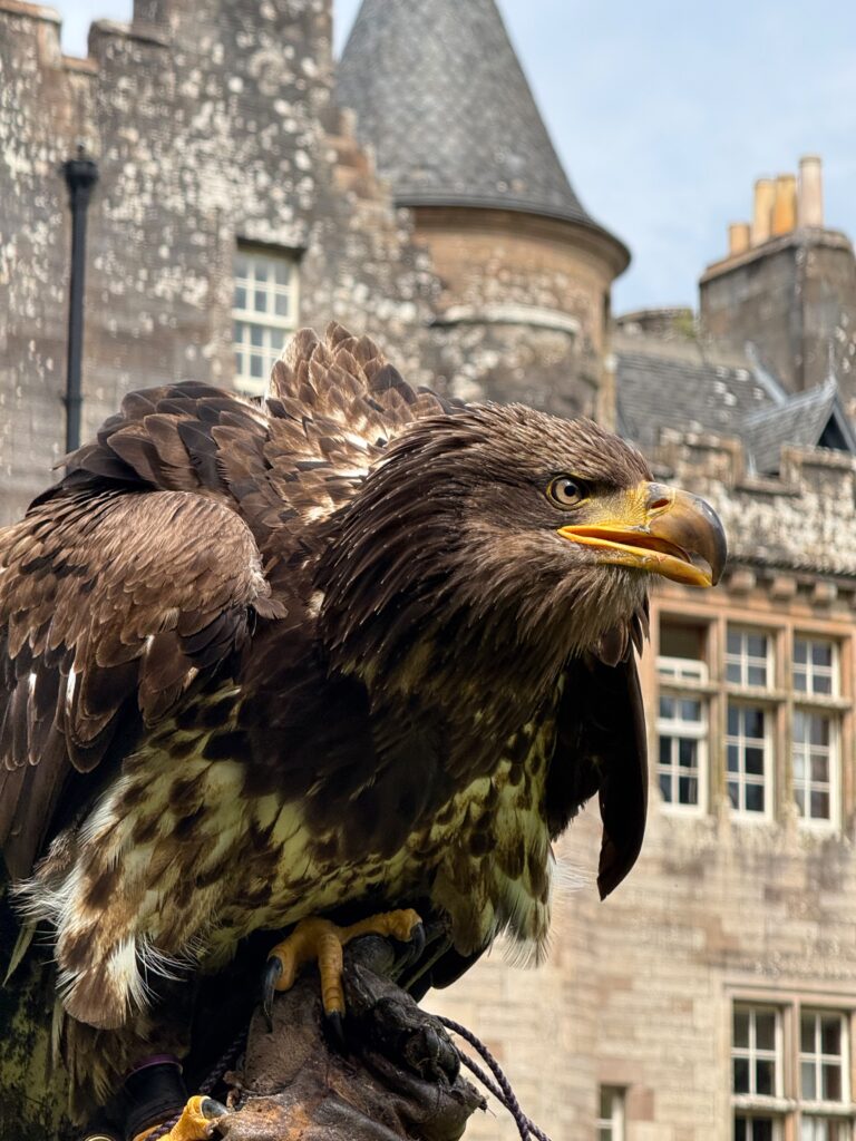 Junger Weisskopfseeadler vor den Mauern des schottischen Schlosses Glenapp