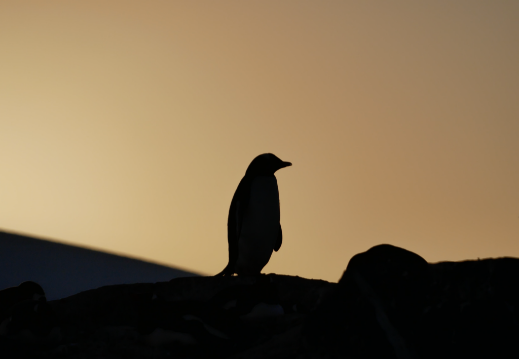 Pinguin im Sonnenuntergang, Mikkelsen Harbour