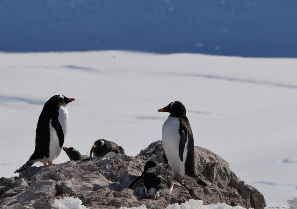 Gentoopinguine